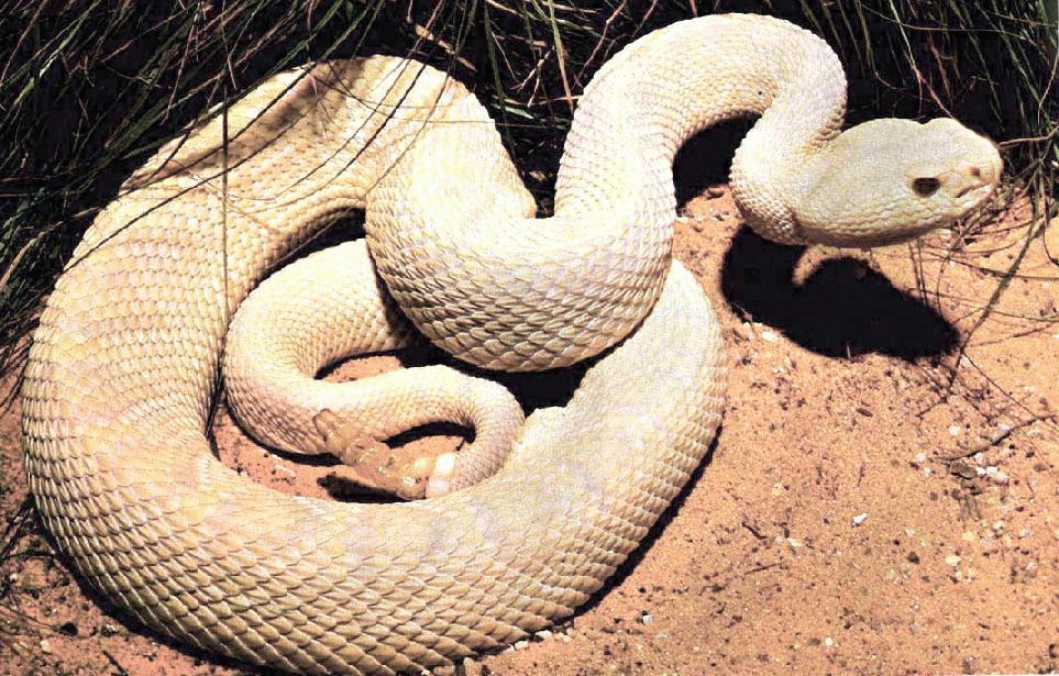 white snake white snake